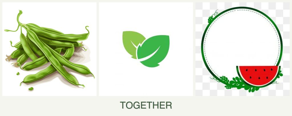 Can you plant beans, mint and watermelons together?