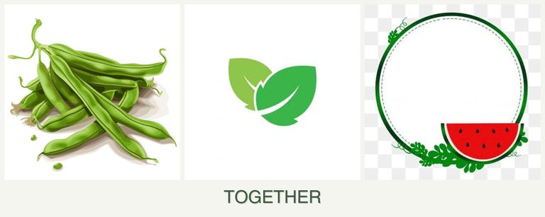 Can you plant beans, mint and watermelons together?