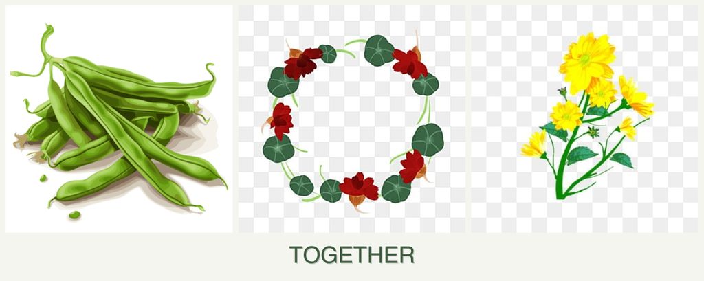 Can you plant beans, nasturtiums and calendula together?