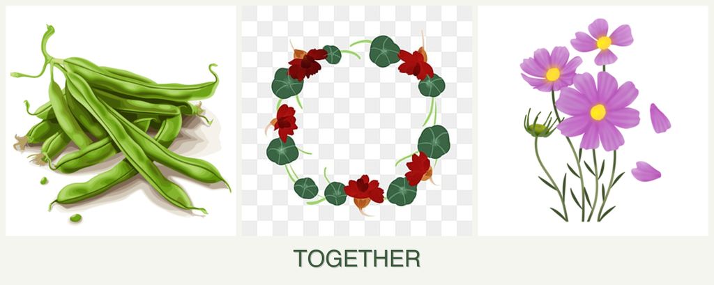 Can you plant beans, nasturtiums and cosmos together?