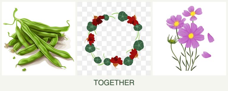 Can you plant beans, nasturtiums and cosmos together?