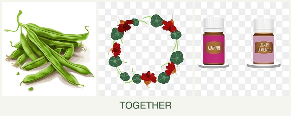 Can you plant beans, nasturtiums and geraniums together?