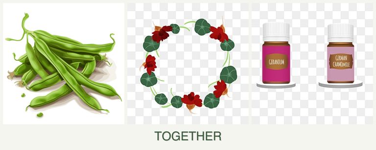 Can you plant beans, nasturtiums and geraniums together?