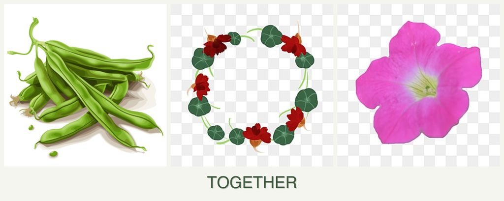 Can you plant beans, nasturtiums and petunias together?