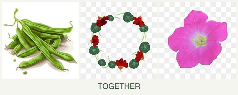 Can you plant beans, nasturtiums and petunias together?