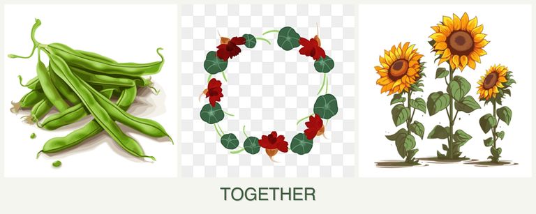 Can you plant beans, nasturtiums and sunflowers together?