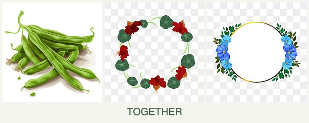 Can you plant beans, nasturtiums and zinnias together?