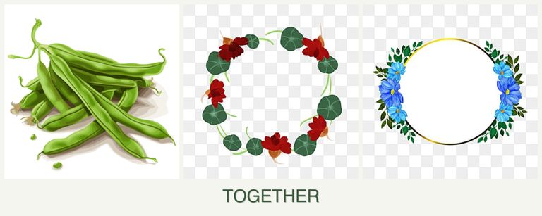 Can you plant beans, nasturtiums and zinnias together?