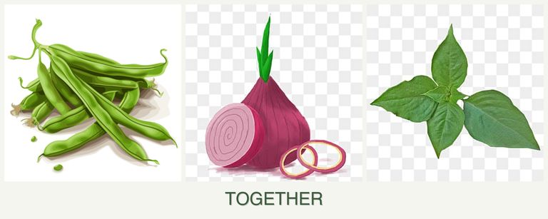 Can you plant beans, onions and basil together?