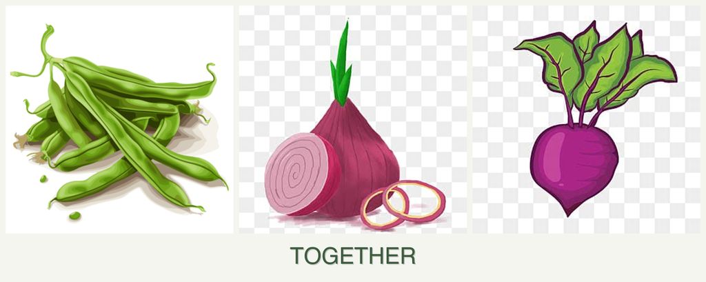 Can you plant beans, onions and beets together?