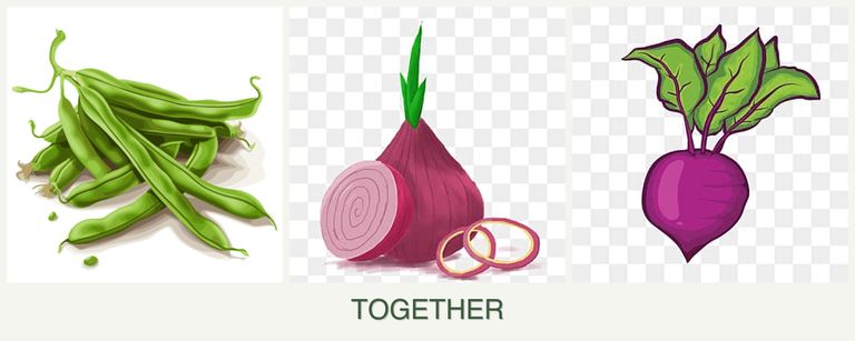 Can you plant beans, onions and beets together?