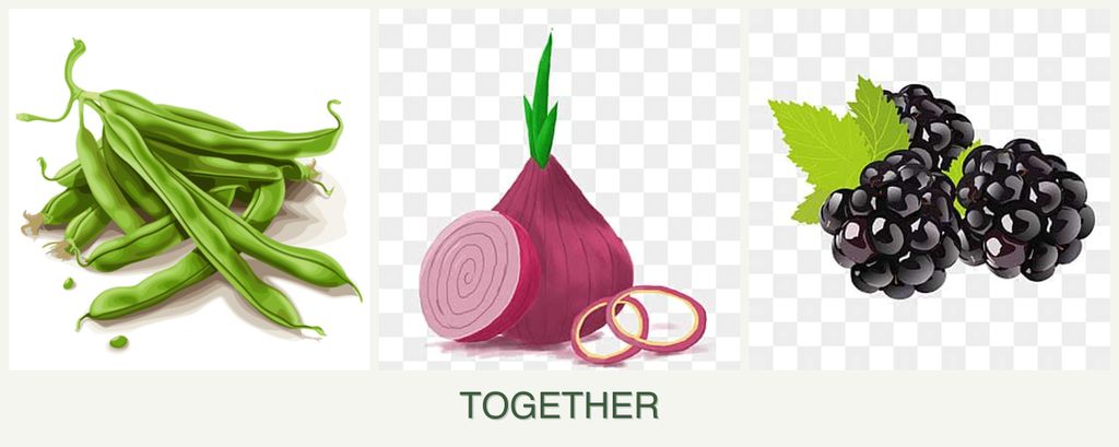 Can you plant beans, onions and blackberries together?