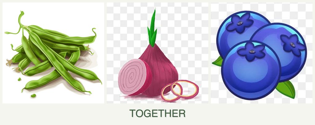 Can you plant beans, onions and blueberries together?