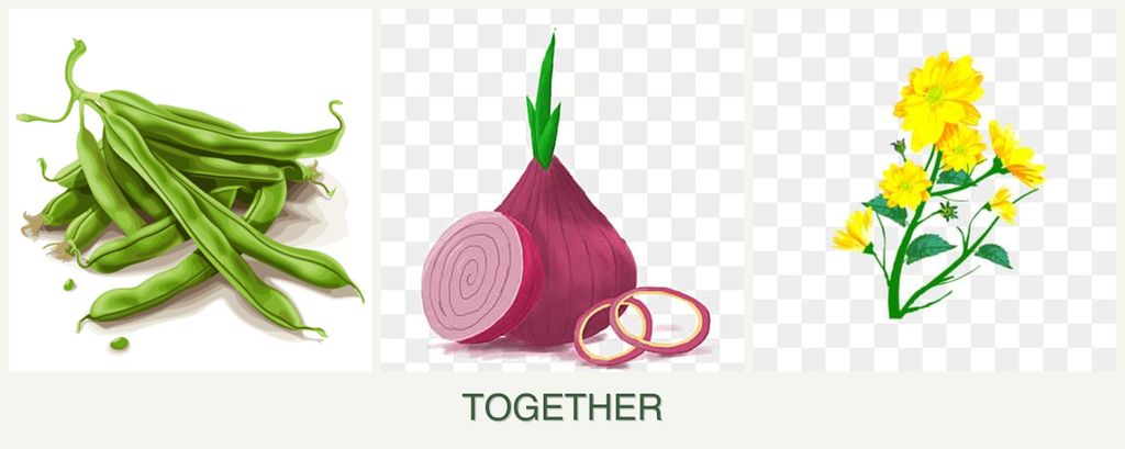 Can you plant beans, onions and calendula together?