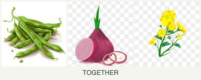 Can you plant beans, onions and calendula together?