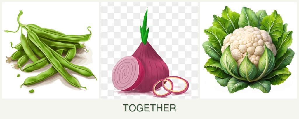 Can you plant beans, onions and cauliflower together?