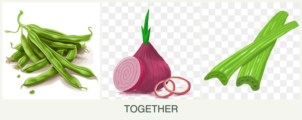 Can you plant beans, onions and celery together?