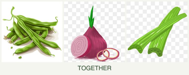 Can you plant beans, onions and celery together?