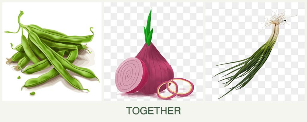 Can you plant beans, onions and chives together?