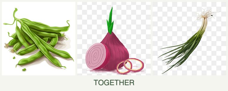 Can you plant beans, onions and chives together?