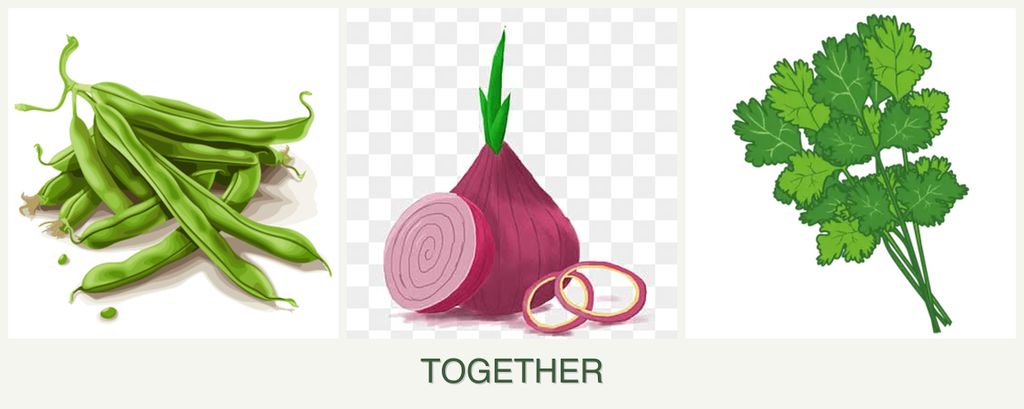 Can you plant beans, onions and cilantro together?