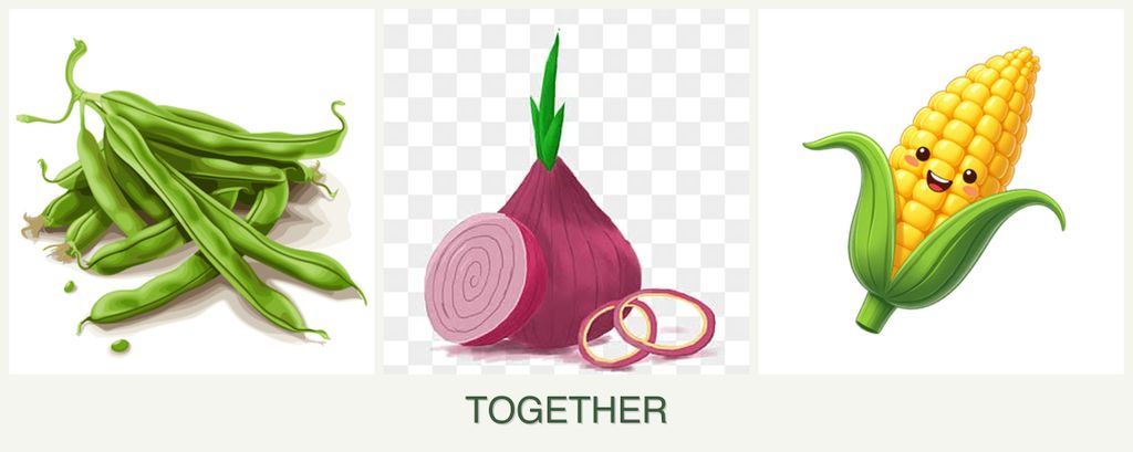 Can you plant beans, onions and corn together?