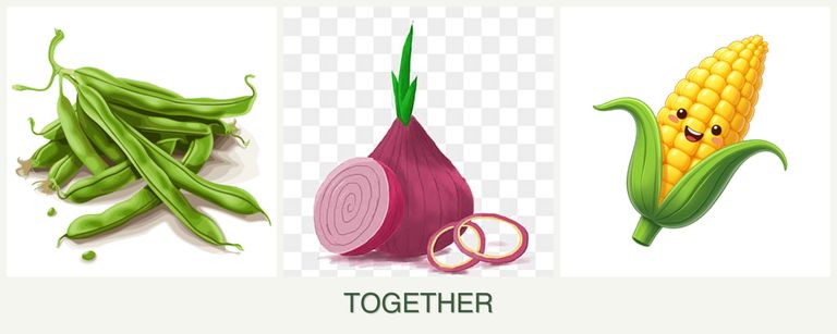 Can you plant beans, onions and corn together?