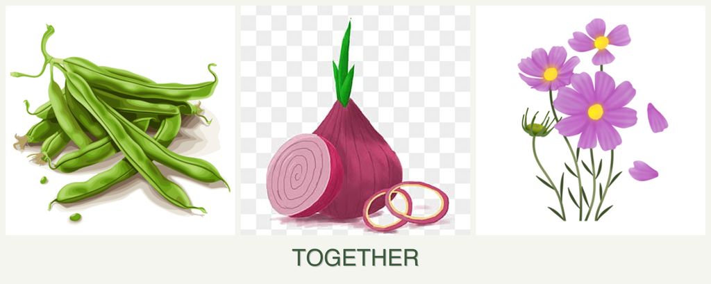 Can you plant beans, onions and cosmos together?