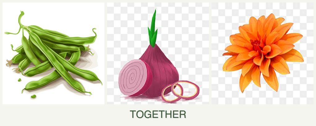 Can you plant beans, onions and dahlias together?