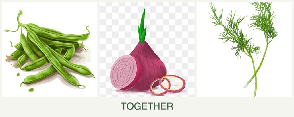 Can you plant beans, onions and dill together?