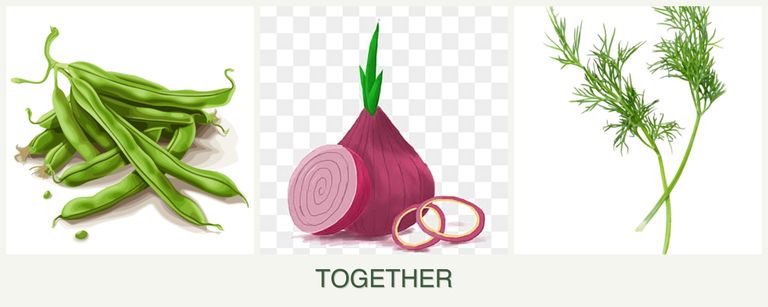 Can you plant beans, onions and dill together?