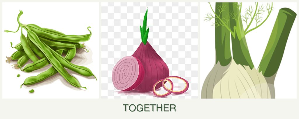 Can you plant beans, onions and fennel together?