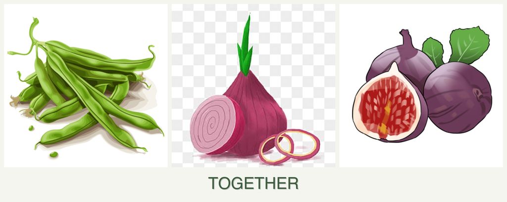 Can you plant beans, onions and figs together?