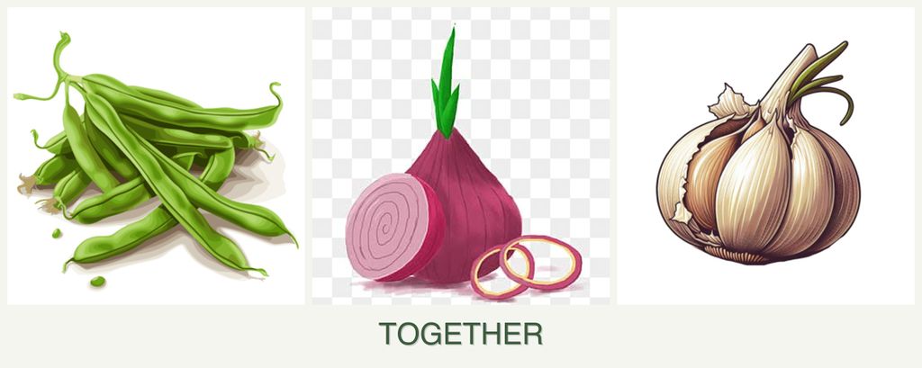 Can you plant beans, onions and garlic together?