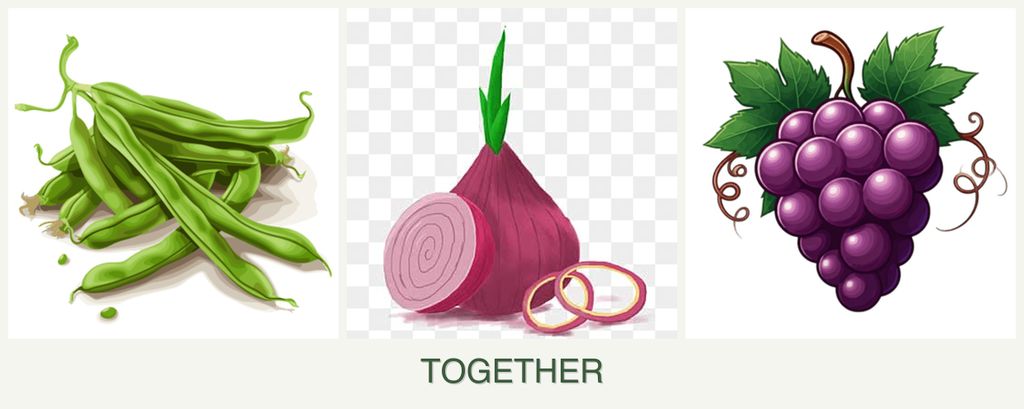 Can you plant beans, onions and grapes together?