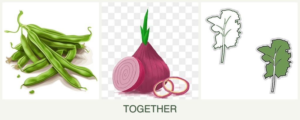 Can you plant beans, onions and kale together?
