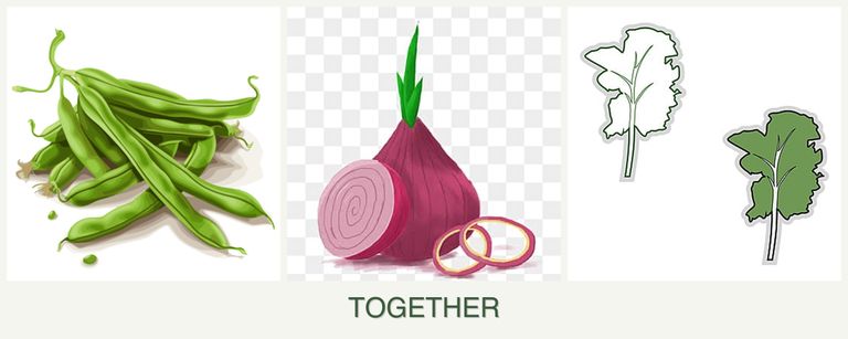 Can you plant beans, onions and kale together?