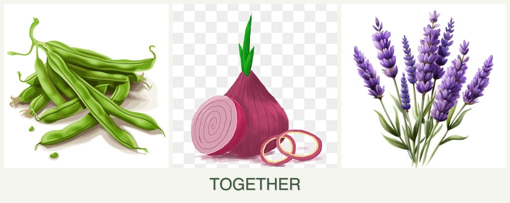 Can you plant beans, onions and lavender together?