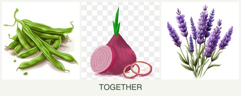 Can you plant beans, onions and lavender together?