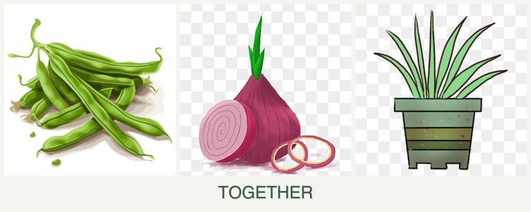 Can you plant beans, onions and lemongrass together?