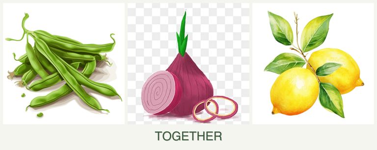 Can you plant beans, onions and lemons together?