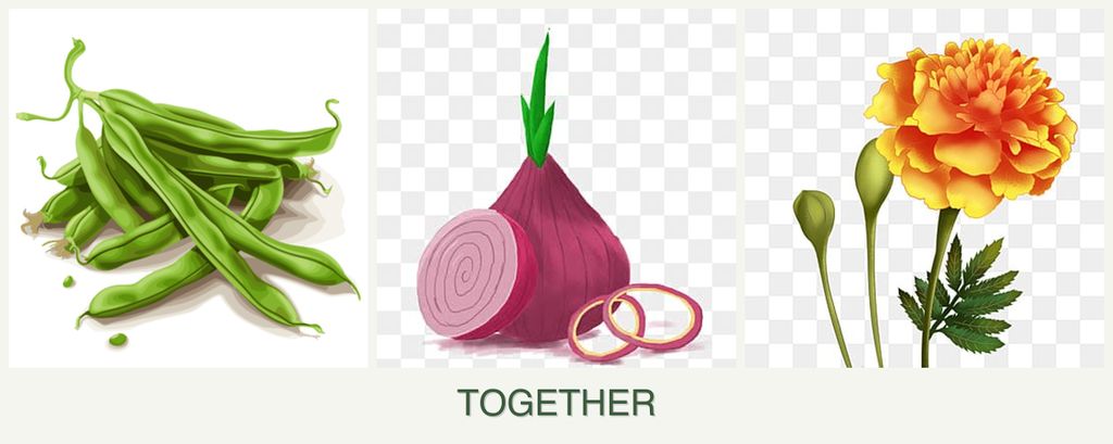 Can you plant beans, onions and marigolds together?