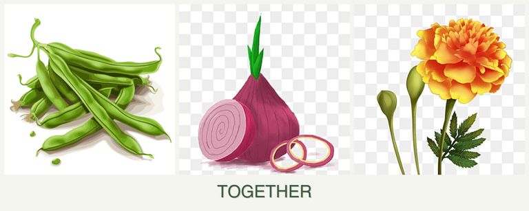 Can you plant beans, onions and marigolds together?
