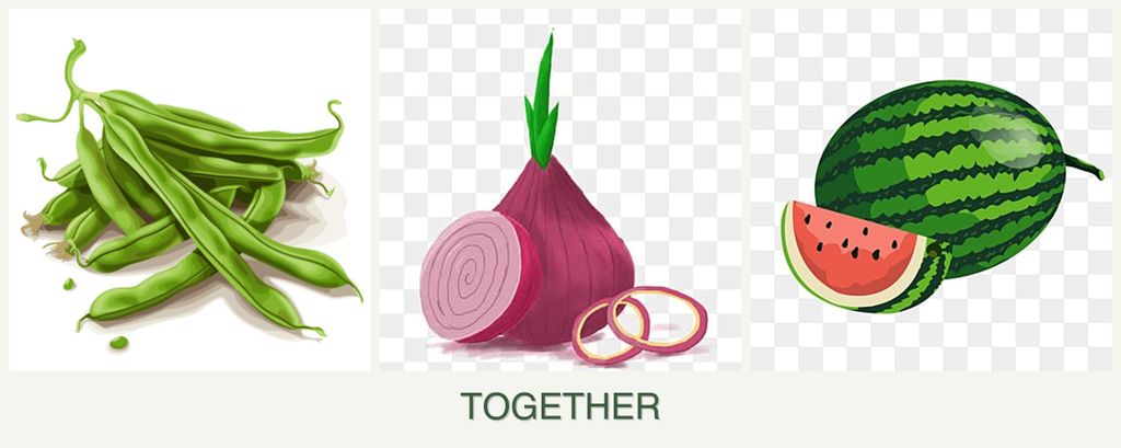 Can you plant beans, onions and melons together?