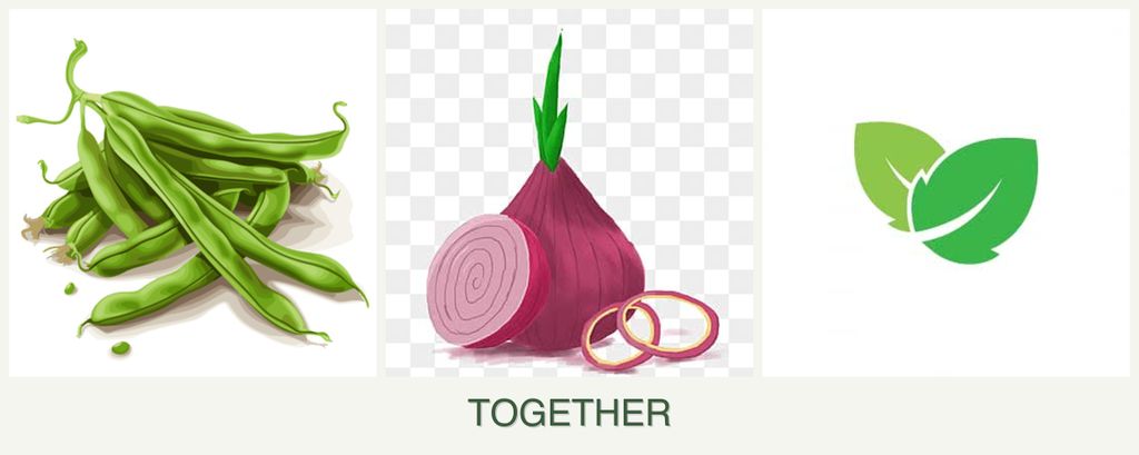 Can you plant beans, onions and mint together?