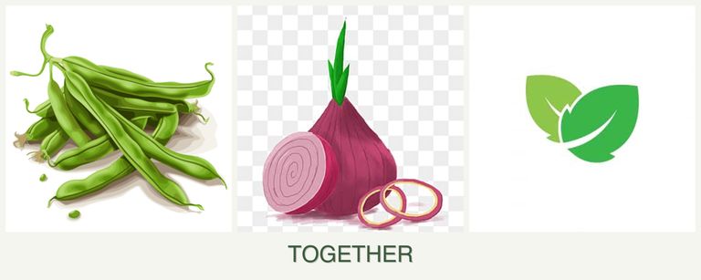Can you plant beans, onions and mint together?