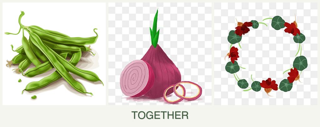 Can you plant beans, onions and nasturtiums together?