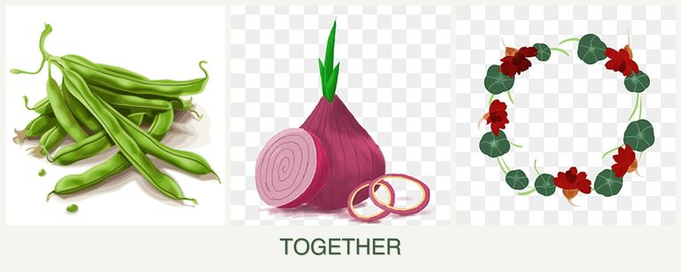 Can you plant beans, onions and nasturtiums together?