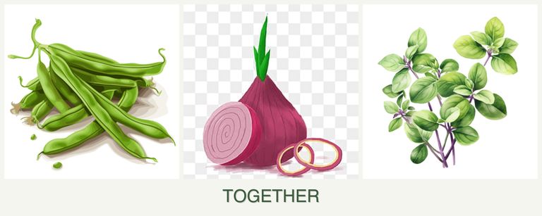 Can you plant beans, onions and oregano together?