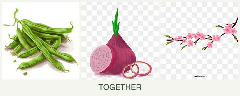 Can you plant beans, onions and peaches together?